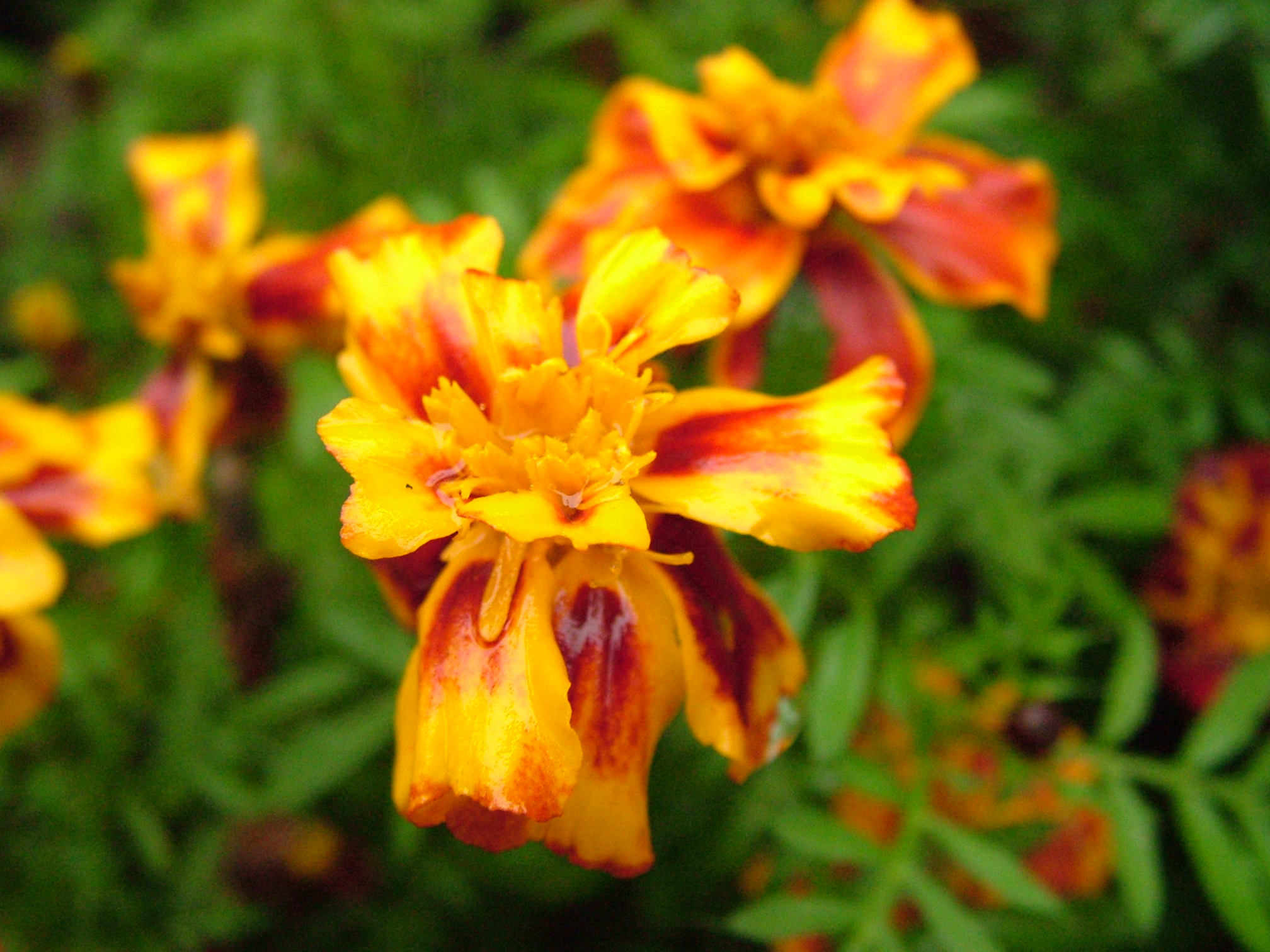 Click now to see this image full size.