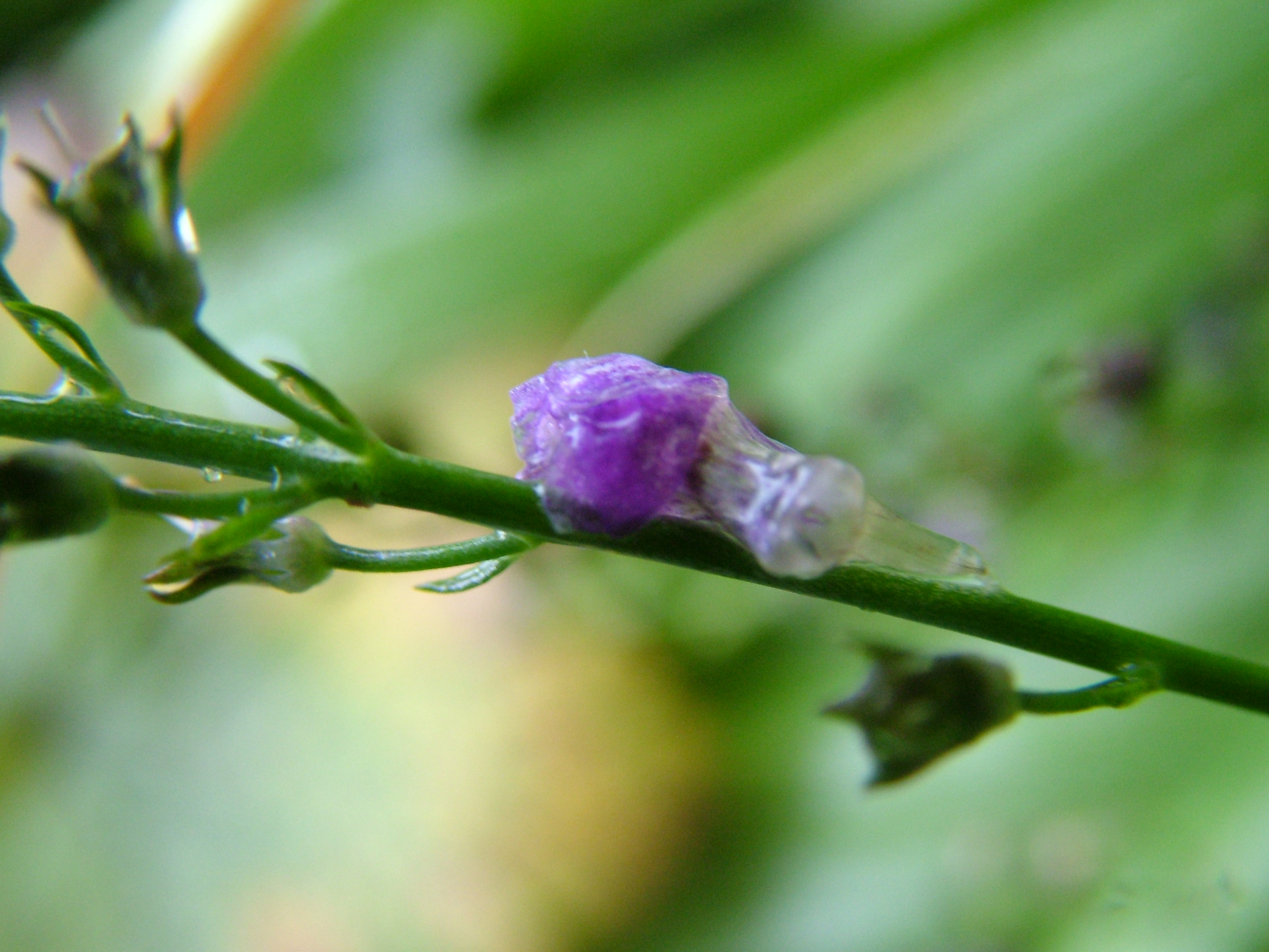 Click now to see this image full size.