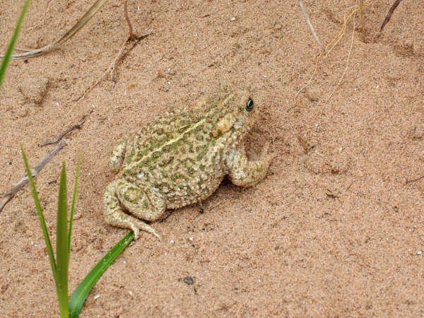 Click now to see this image full size.