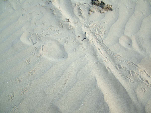 Click now to see this image full size.