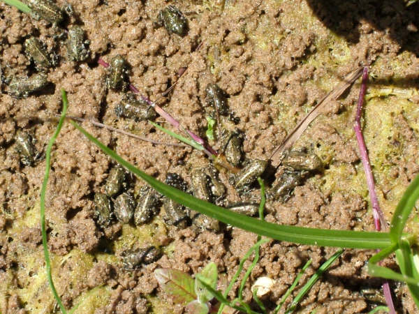 Click now to see this image full size.