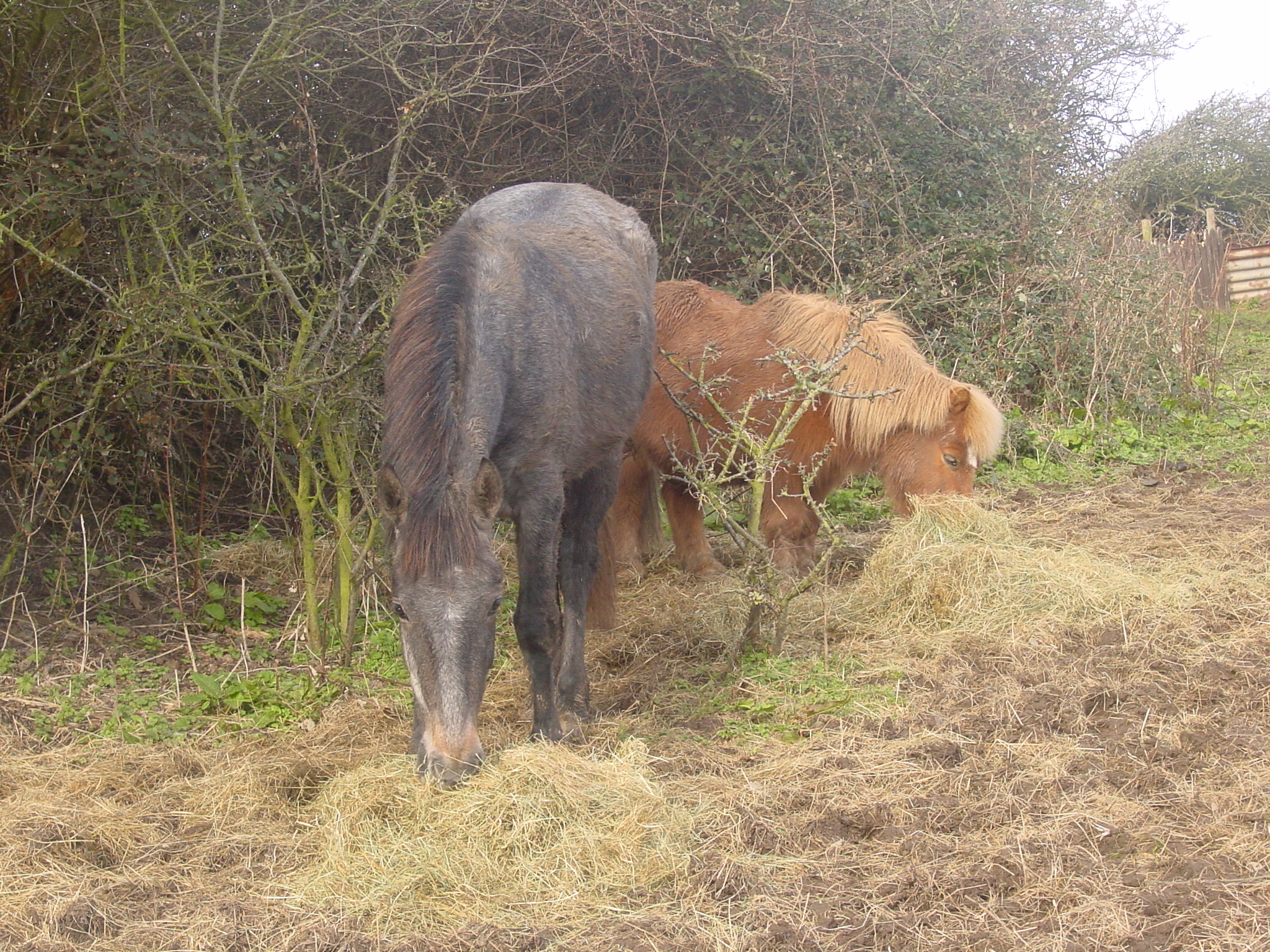 Click now to see this image full size.