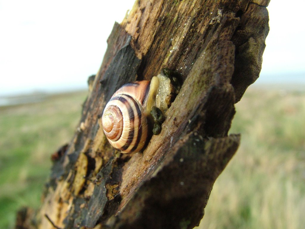 Click now to see this image full size.