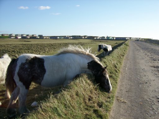 Click now to see this image full size.