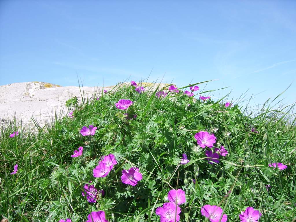 Click now to see this image full size.