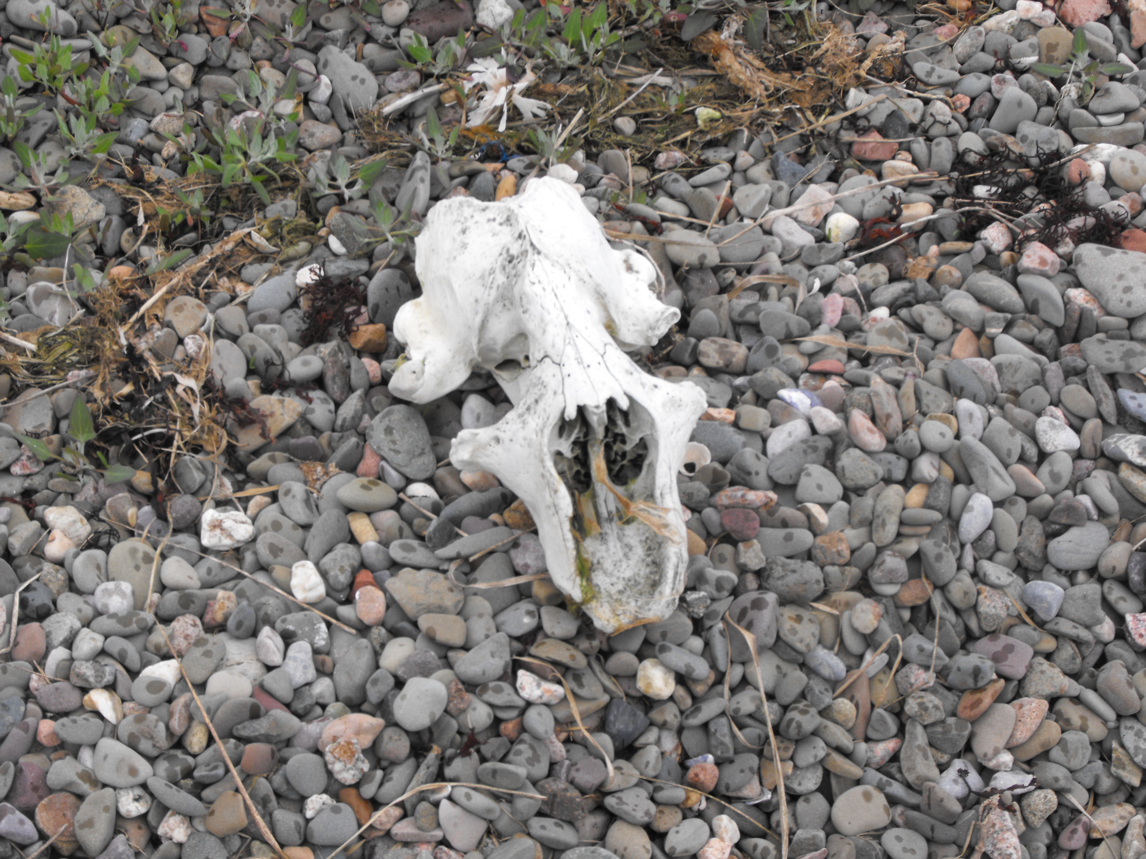 Click now to see this image full size.