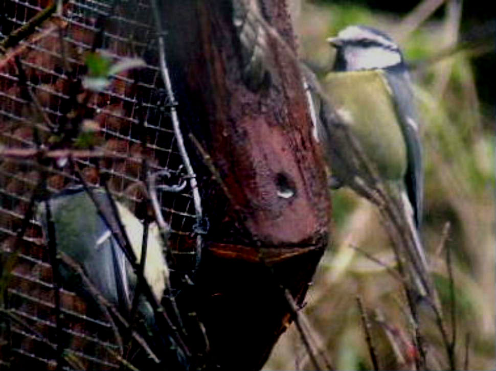 Click now to see this image full size.