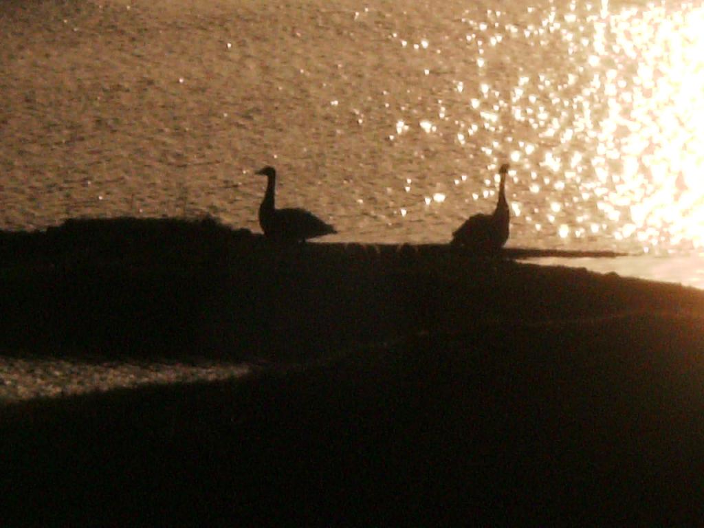 Click now to see this image full size.