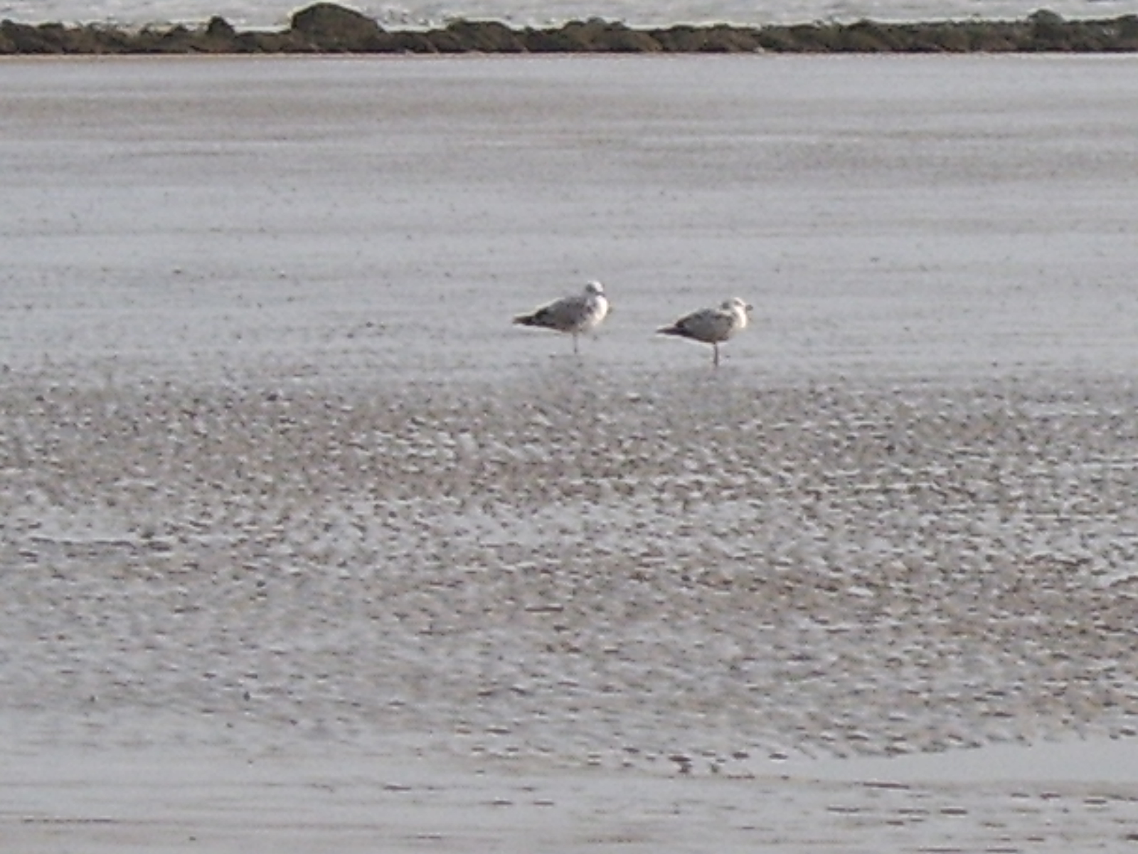 Click now to see this image full size.